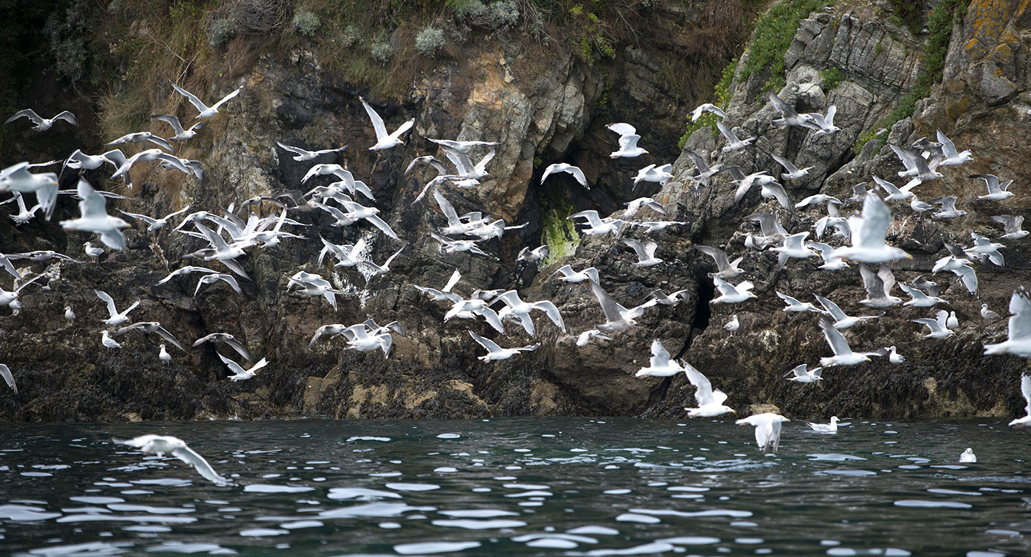 Falaises sauvages de Belle-Île vues depuis la mer — Escapade Marine