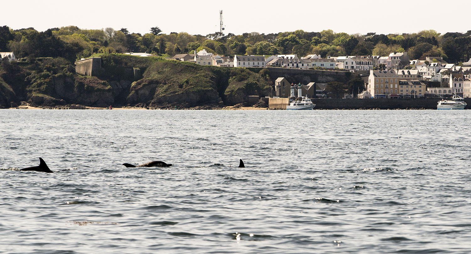 Dauphins près du port du Palais à Belle-Île — sortie en mer