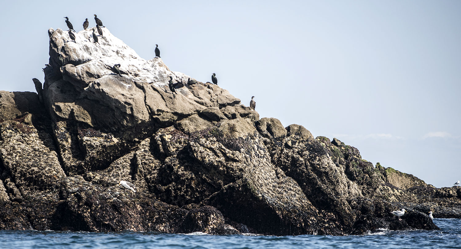 Oiseaux et falaises de Belle-Île au printemps — balade côtière